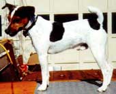 jack russell terrier