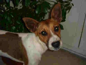 Jack Russell Dog Pictures