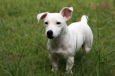 pure white jack russell