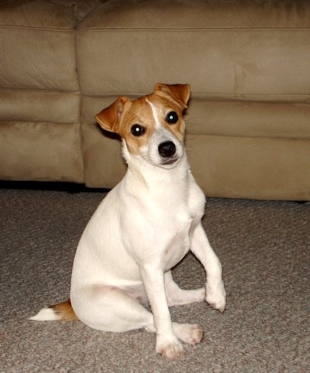 Jack Russell Terrier Mackenzie