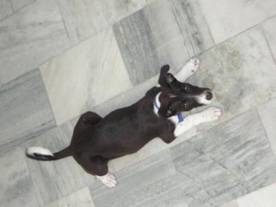 Jack Russell Terrier Pup Blacky