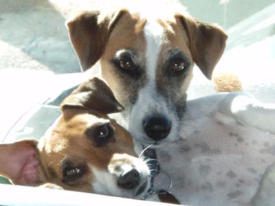 Jack Russell Litter Mates