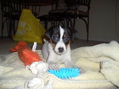 Daphne and her toys!