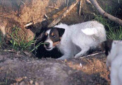 Fox willow store jack russell terriers