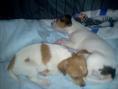 Jack Russell Terrier Brother and Sister