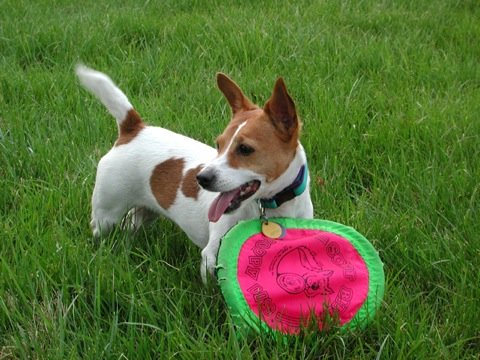 Jack Russell Terrier with Frisbee