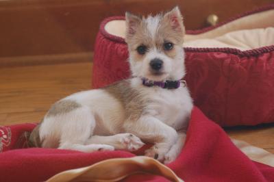 schnauzer jack russell terrier mix