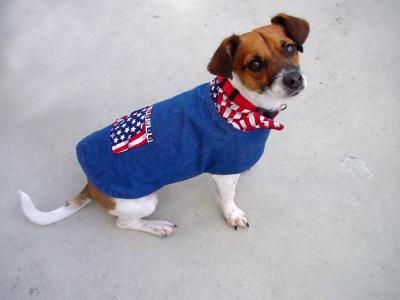 Americana Jack Russell, Maximo