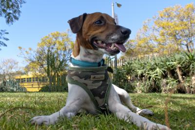 Jack Russell Terrier Irish