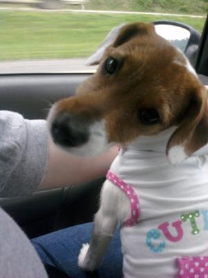 Daisy on the way to her aunt's house!