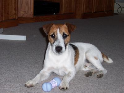 registering a jack russell ( full male) with no papers.