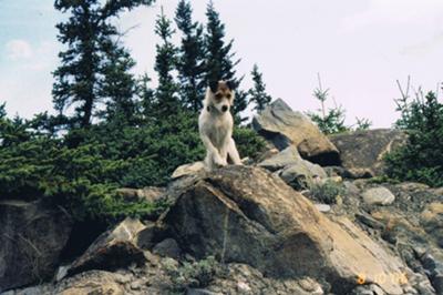 Sadie Queen of the Outdoors