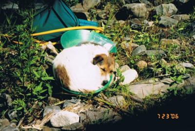 Jack Russell Terrier Sadie