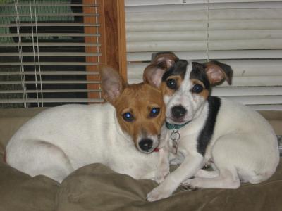 How Do Jack Russell Puppies Get Their Tails Cut