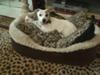 JRT on her  bed leopard print