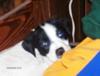 Sadie taking a break...She is hiding in a pile of laundry...Ha!