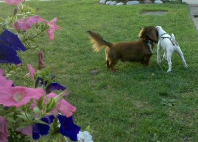 Best Friends Forever- Spanky (Doxie) and Buddy (JRT)